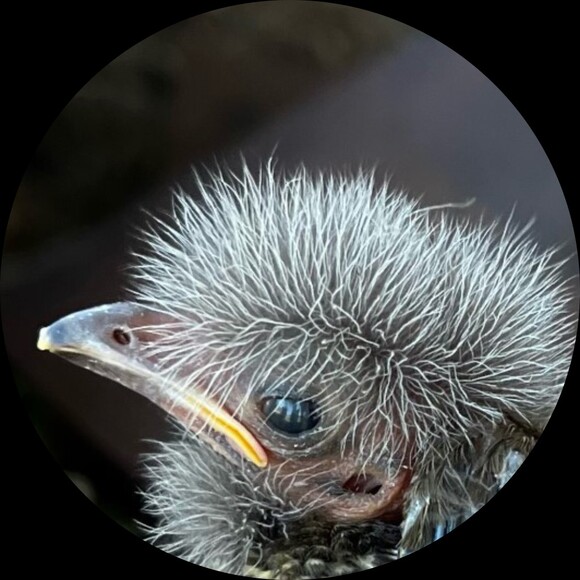 bowerbirdchick